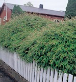 Cotoneaster dammeri